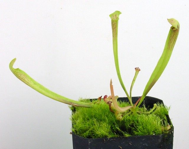 File:Sarracenia alata seedling.JPG