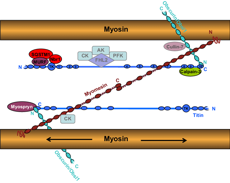 File:Schematic-representation-of-the-M-band-cytoskeleton-comprising-titin-myomesin-and.png