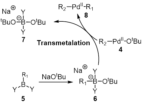 Suzuki Coupling Transmetalation