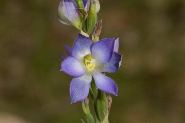 File:Thelymitra grandiflora.jpg