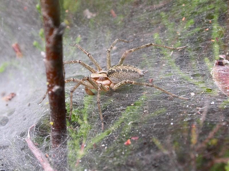 File:Agelena labyrinthica.jpg