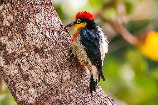 File:Benedito-de-testa-amarela (Melanerpes flavifrons) - Yellow-fronted Woodpecker.jpg