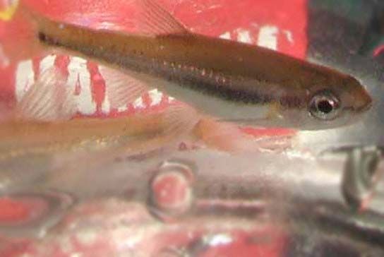 File:Bigeye Shiner belonging to Mitternacht90.jpg