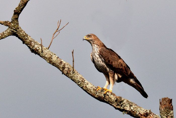 File:Bonelli's Eagle.jpg