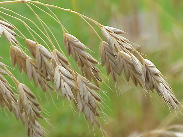 File:Bromus secalinus0.jpg