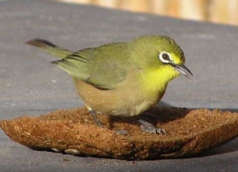 File:Cape-white-eye-001 (cropped).jpg