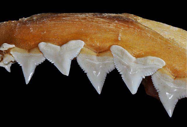 File:Carcharhinus falciformis upper teeth.jpg