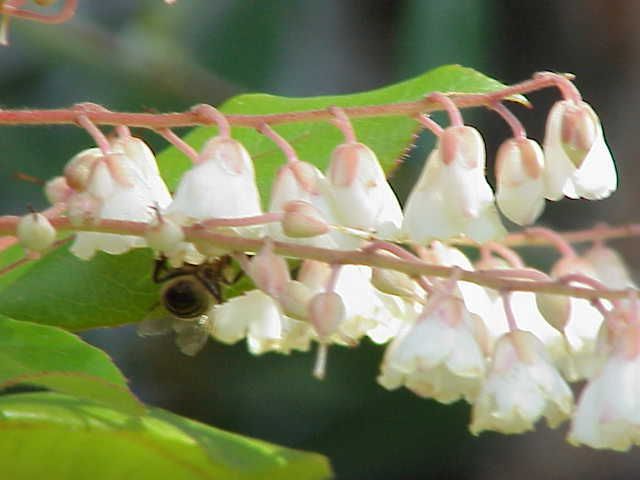 File:Clethra arborea1.jpg