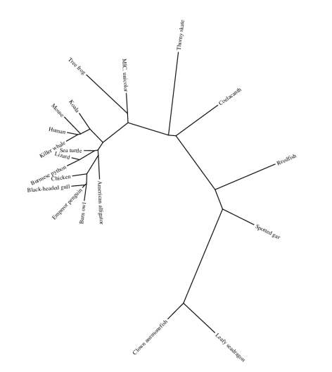 File:DENND2C unrooted phylo tree.png