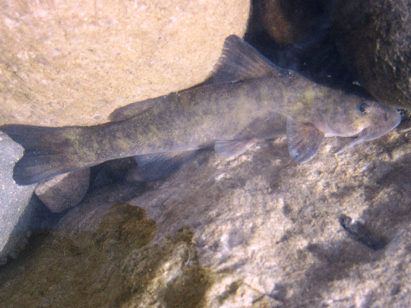 File:Diplomystes nahuelbutaensis head 02.png