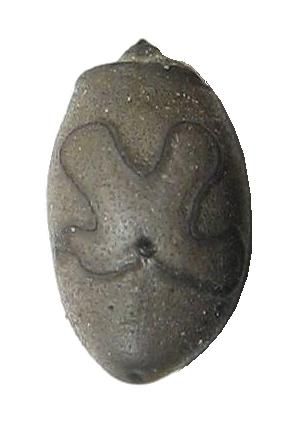 File:Egg of Haaniella muelleri.JPG