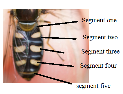 File:Eupeodes perplexus diagram abdomen.png