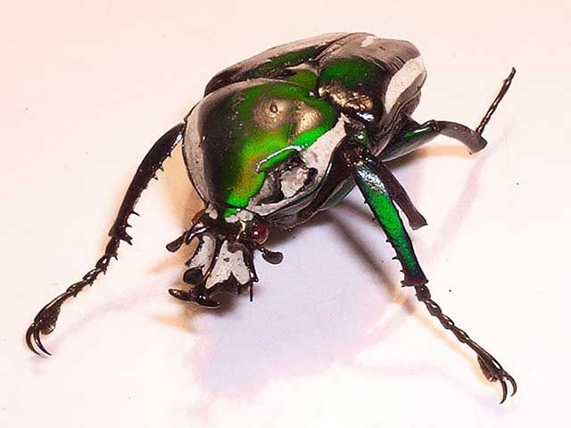 File:Greenbeetle.jpg