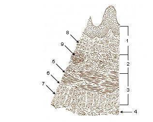 File:Illu esophageal layers.jpg