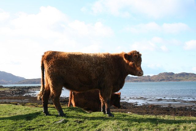 File:Luing Cattle.jpg