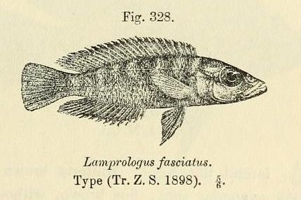 File:Neolamprologus fasciatus.jpg