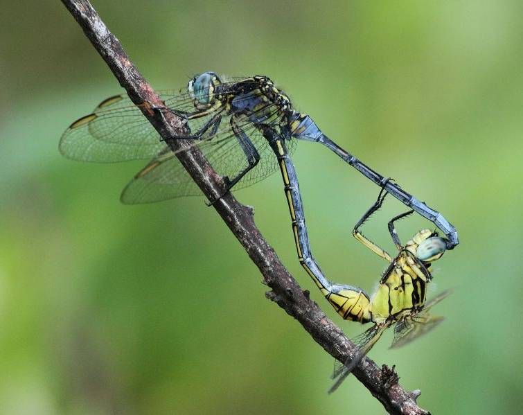 File:Orthetrum icteromelas.jpg