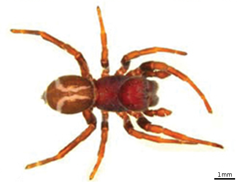 File:Paradonea presleyi body.png