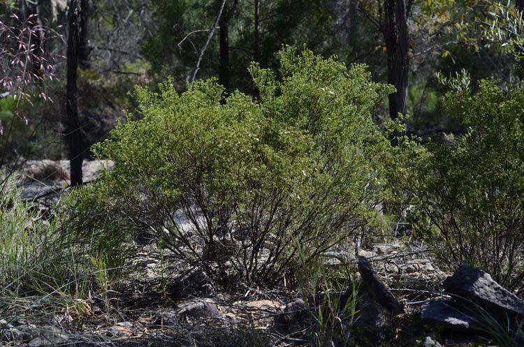 File:Philotheca ciliata habit.jpg