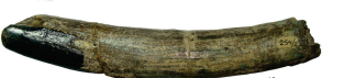 File:Propyrotherium tusk.png