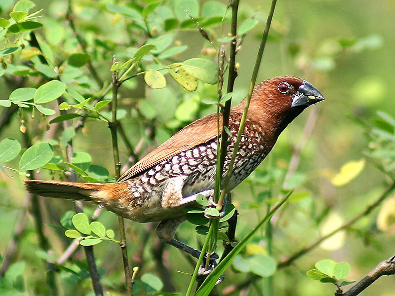 File:Scaly breasted Munia I IMG 4769.jpg