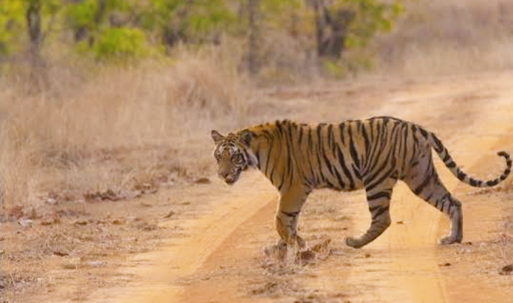 File:Tiger in Sanjay Dubri.png