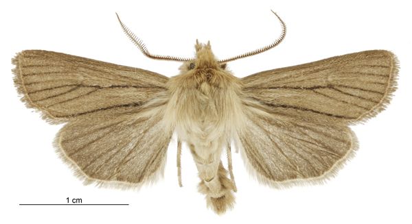 File:Tmetolophota toroneura male.jpg