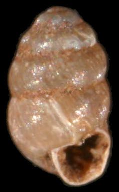 File:Vertigo pygmaea shell.jpg