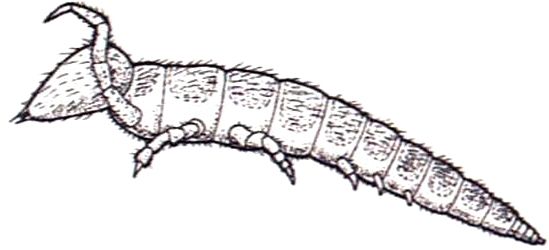 File:Acerantomon doderoi 2.jpg