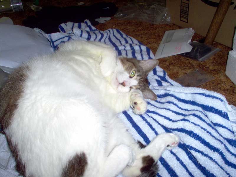 File:Admrboltz cat Floyd.jpg