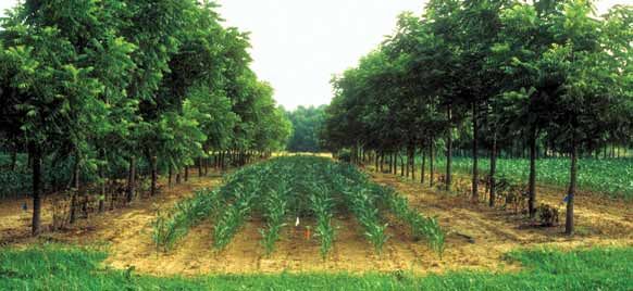 File:Alley cropping corn walnuts.jpg