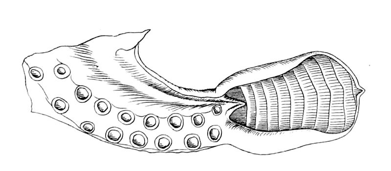 File:Bathypolypus arcticus hectocotylus-2.jpg