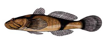 File:Benthophiloides brauneri.png