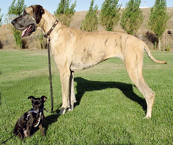 File:Big and little dog 1.jpg