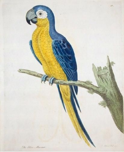 File:Blue and yellow macaw.jpg