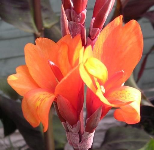 File:Canna Flameche 02.jpg