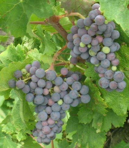 File:Carmenere grapes close.JPG