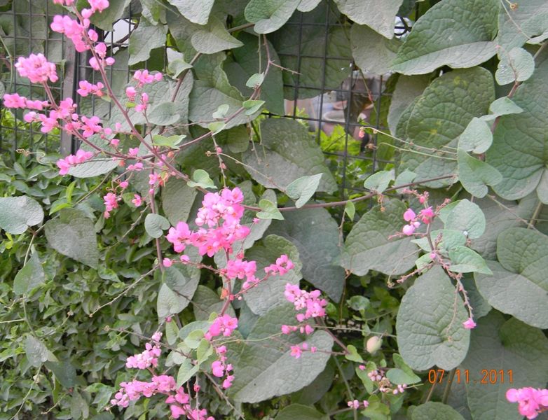 File:Coral Vine.jpg