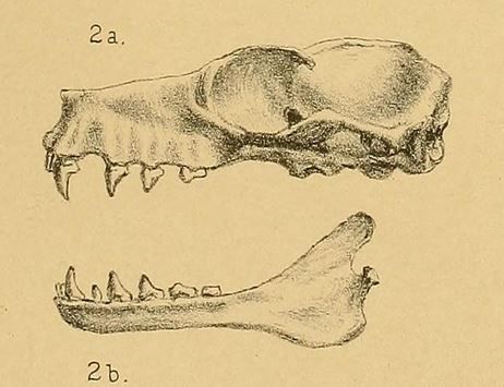 File:Epomophorus minor.jpg