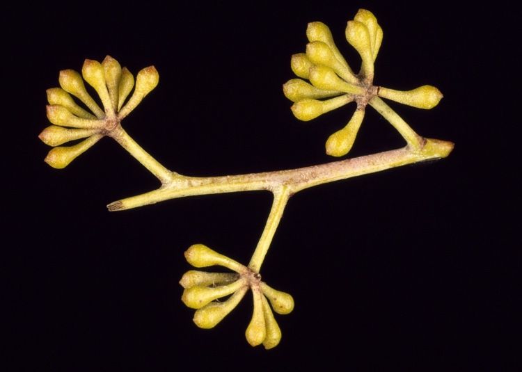 File:Eucalyptus andrewsii buds.jpg