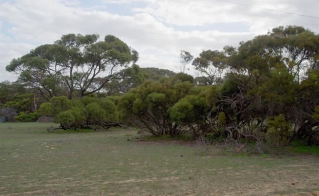 File:Eucalyptus decipiens habit.jpg