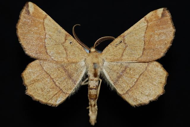 File:Euchlaena madusaria.jpg