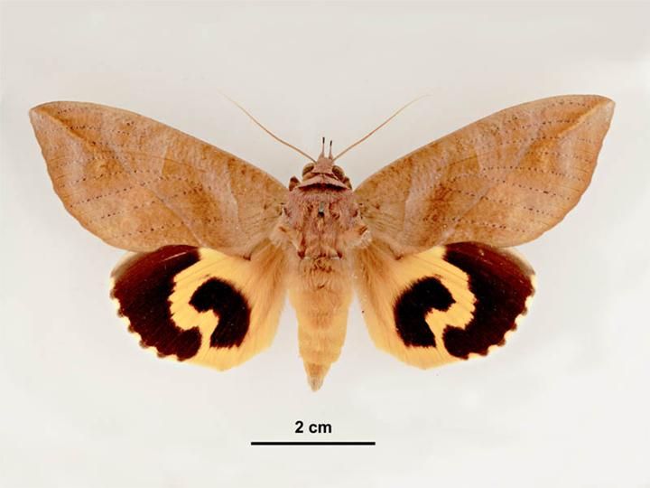 File:Eudocima phalonia male dorsal.jpg