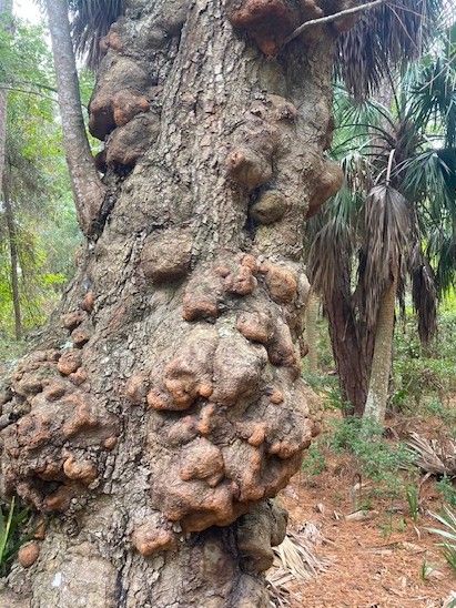 File:Galls formed on Willow Oak.jpg