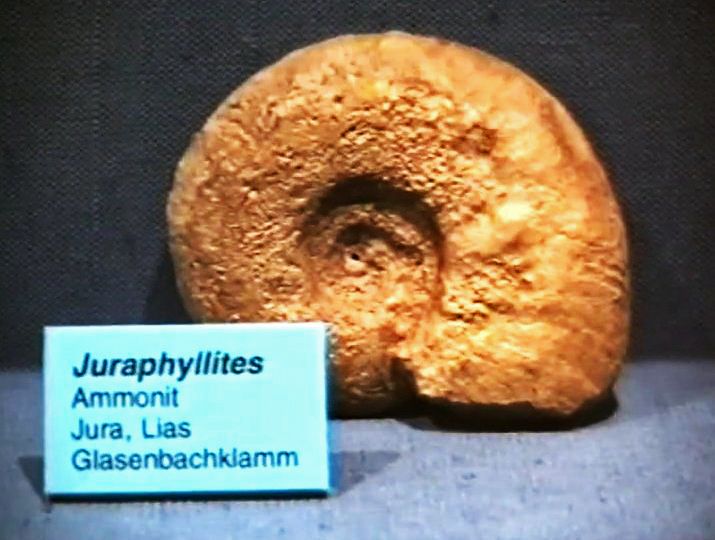 File:Juraphyllitidae – Juraphyllites. Haus der Natur, Salzburg.jpg