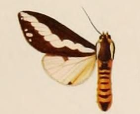 File:Nannoarctia williami.JPG