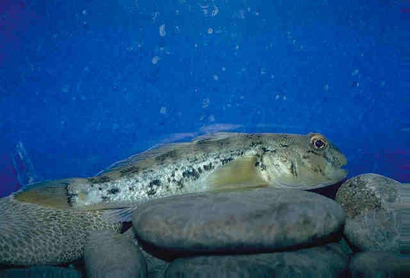 File:Neogobius melanostomus on rocky bottom.jpg