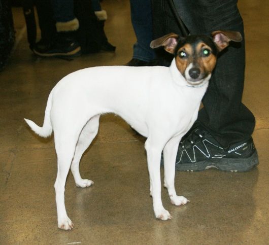 File:Nihon teria aka Japanese Terrier.JPG