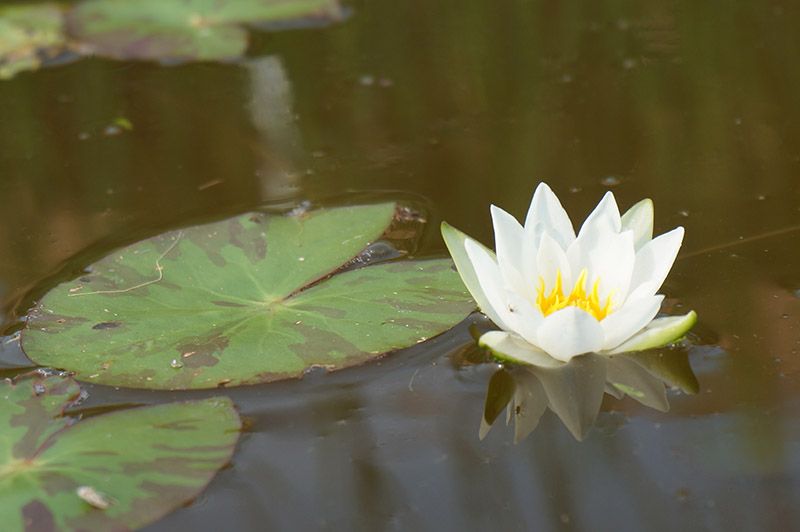 File:Nymphaea tetragona var. minima.jpg