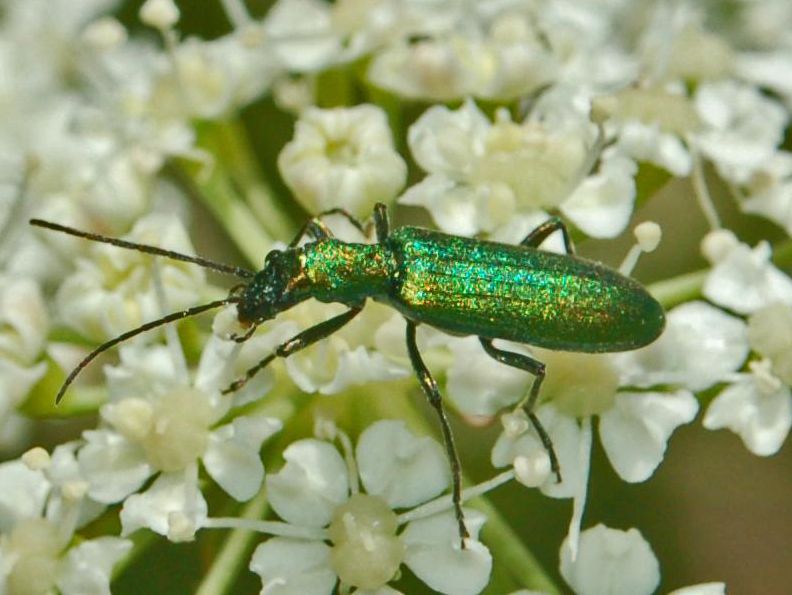 File:Oedemeridae - Chrysanthia viridissima-1.JPG